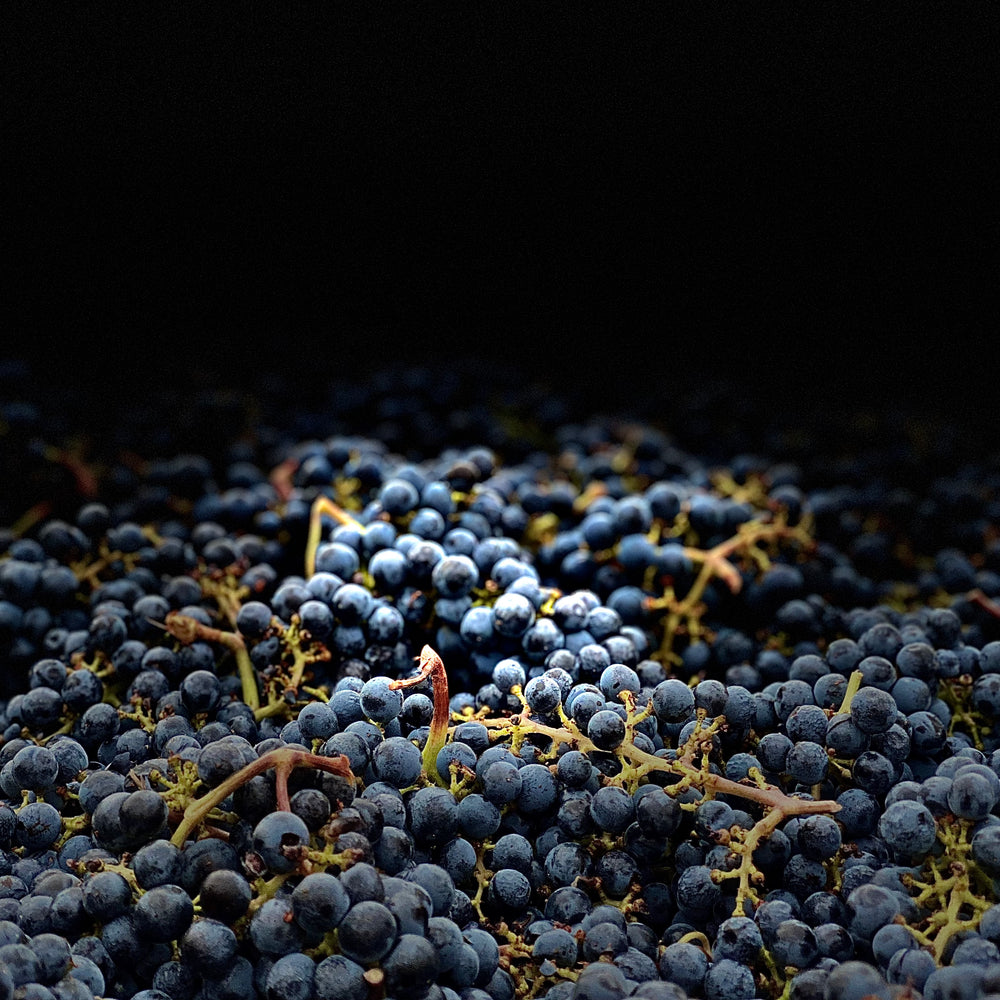 Matthew Dempsey Wines